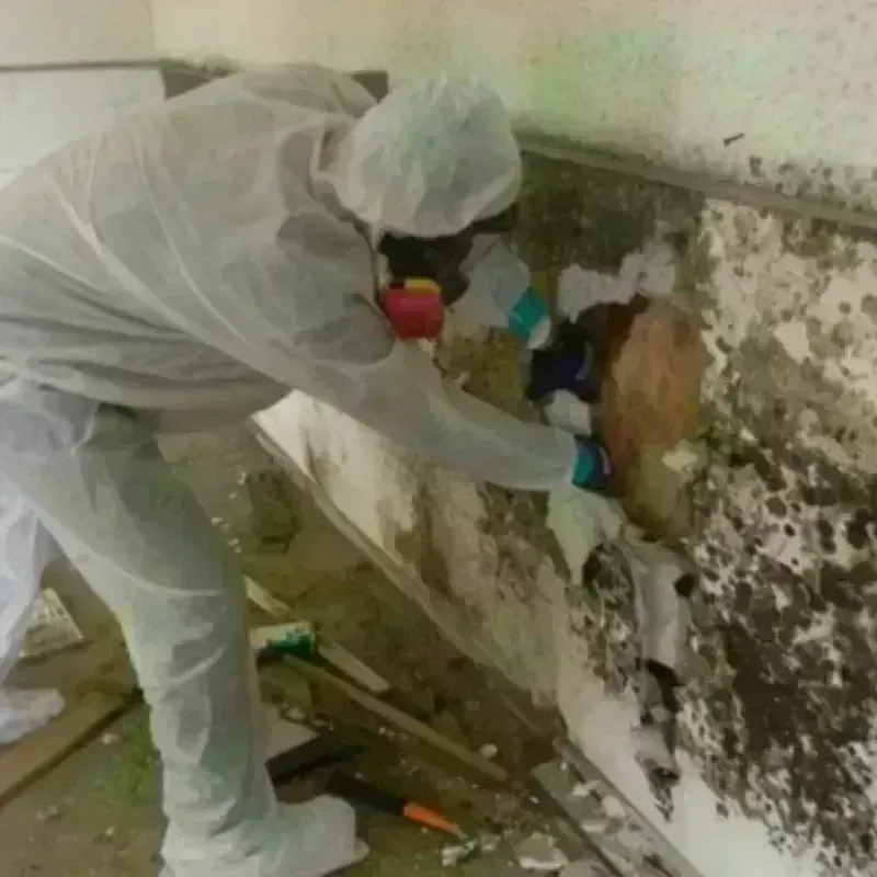 Mold Remediation and Removal in Suffolk County, NY